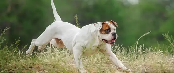 American Bulldog Köpek Eğitimi ve Kişilik Özellikleri